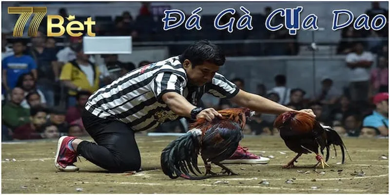Đá gà 77bet đá gà cựa dao được yêu thích