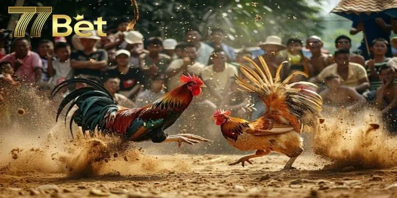 Đá gà 77bet cung cấp nhiều trận đấu