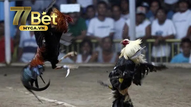 Đá gà cựa dao kinh nghiệm