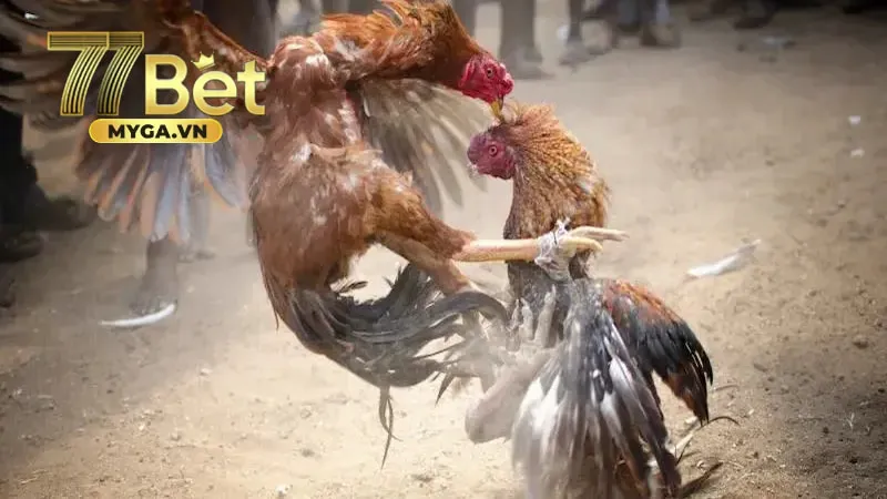 Đá gà cựa dao lí do vì sao nên chơi game