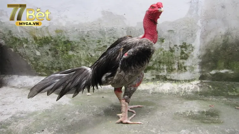 Đá gà đòn những dòng gà nổi tiếng