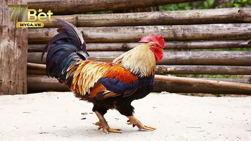 Đá gà đòn cách phân biệt